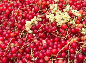 Gelée de Groseilles