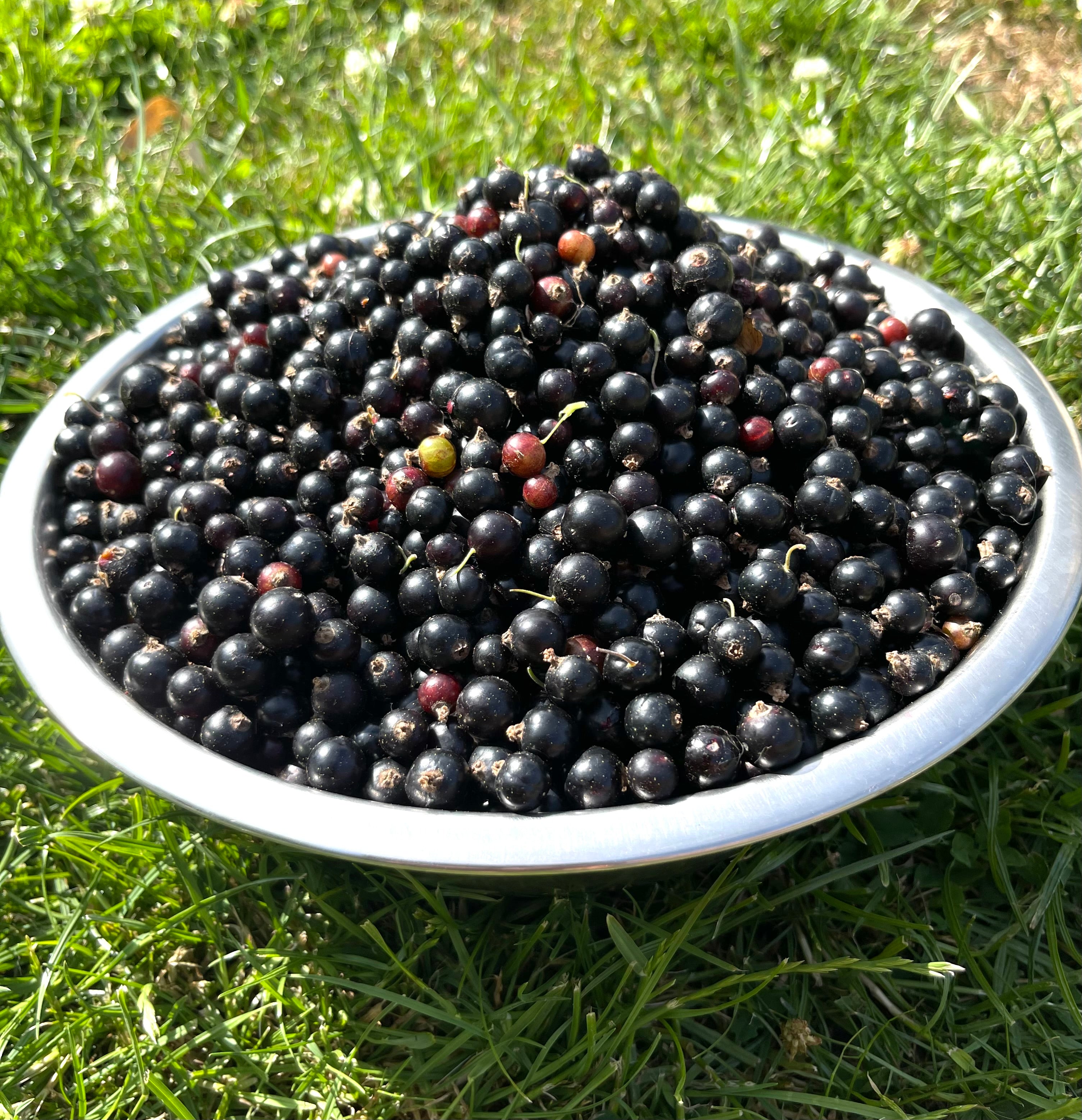 Gelée de Cassis