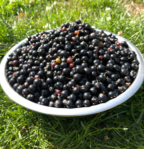 Gelée de Cassis