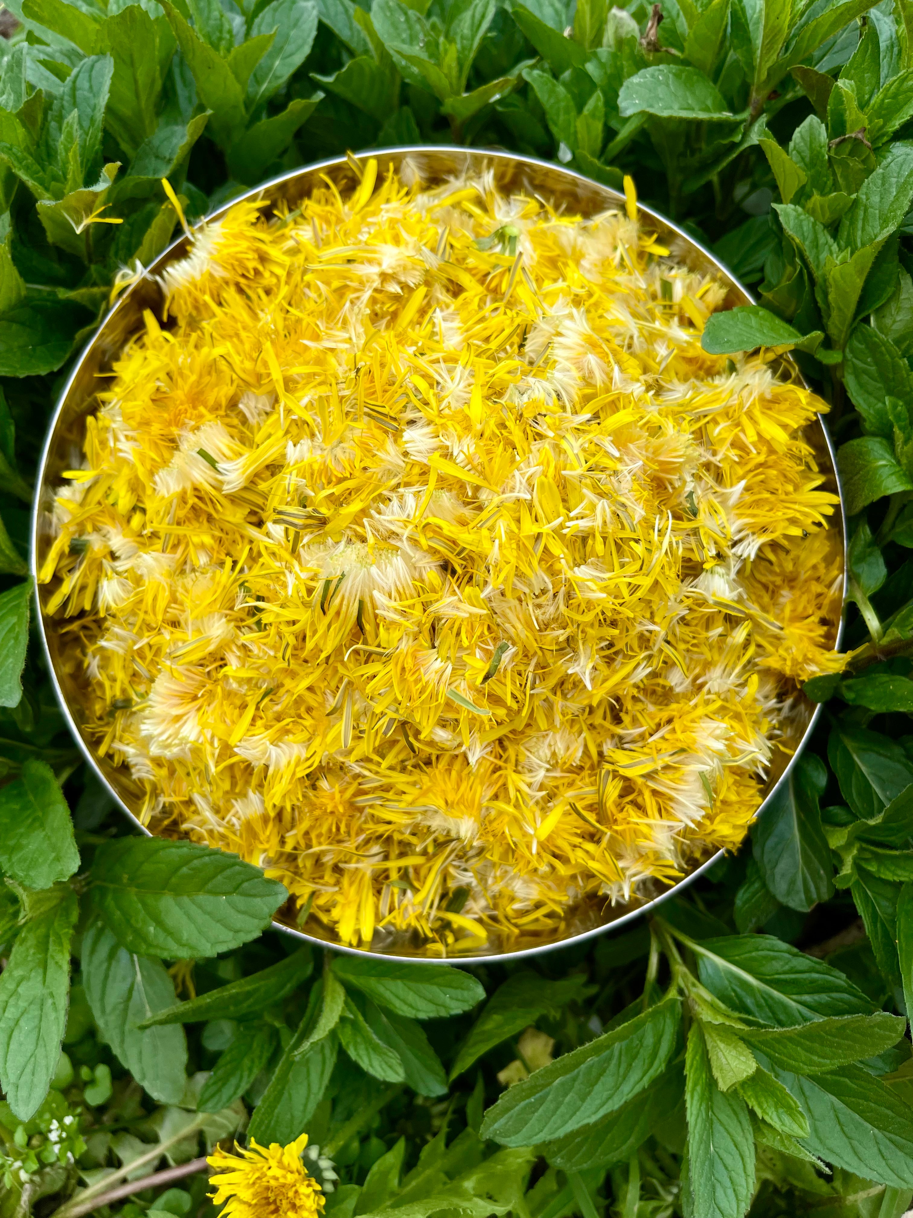 Gelée de Pissenlit