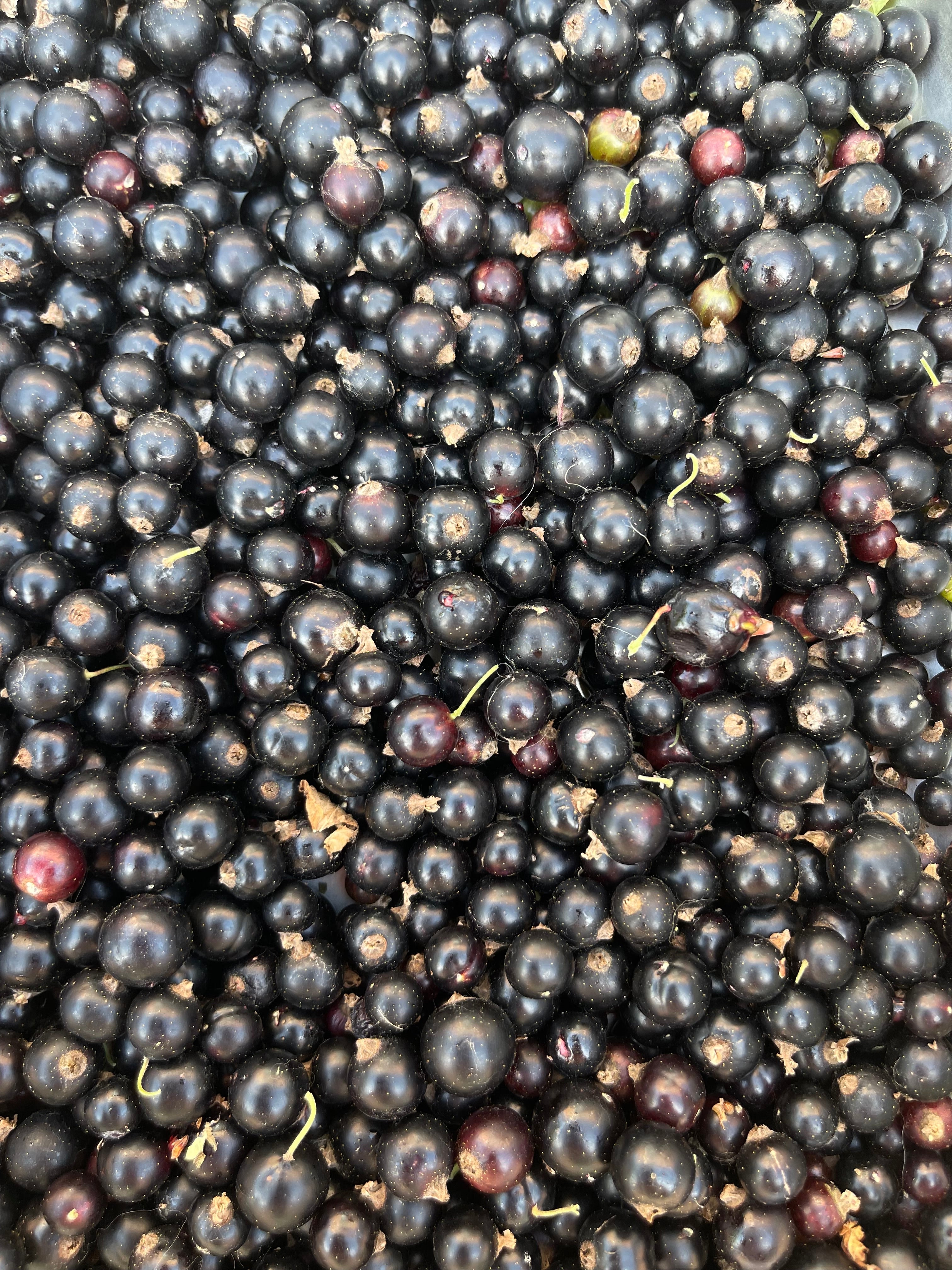 Gelée de Cassis