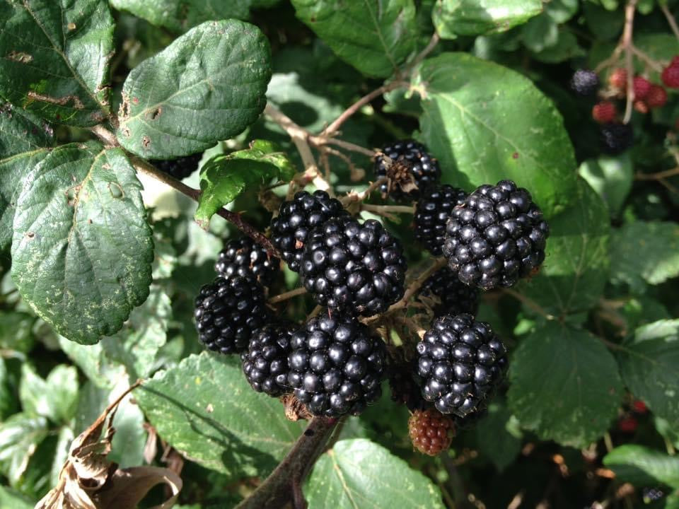 Confiture Mûres Sauvages